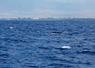 WhaleWatching 033